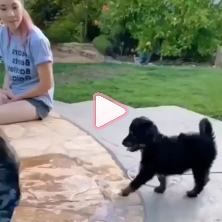Insta-Vídeos: Animais #1