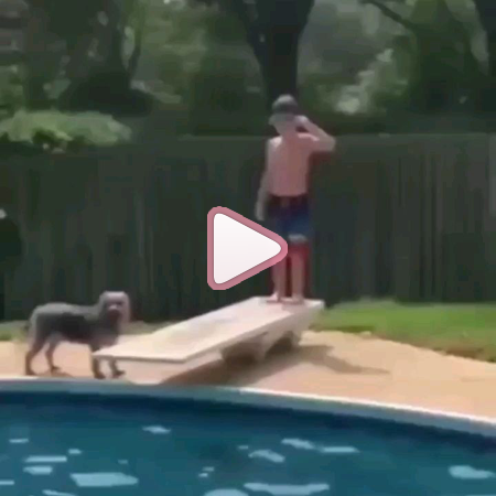 Insta-Vídeos: Animais #2